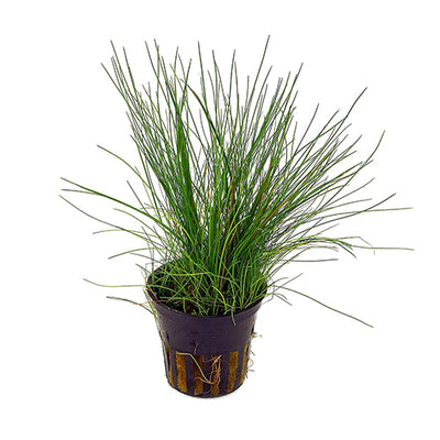 Eleocharis Acicularis