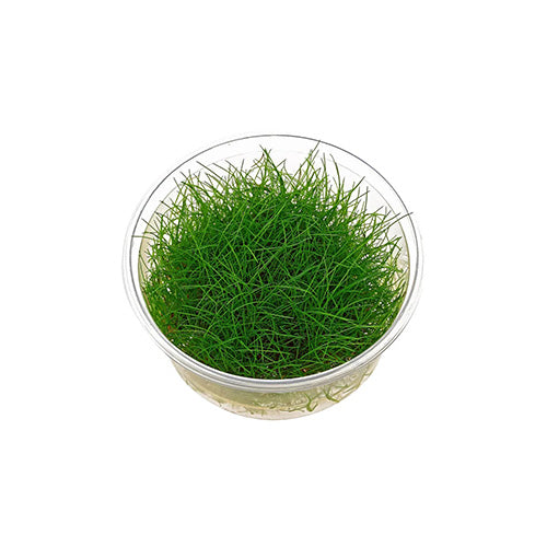 Eleocharis sp. (Mini)
