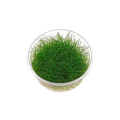 Eleocharis sp. (Mini)