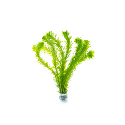 Elodea Densa