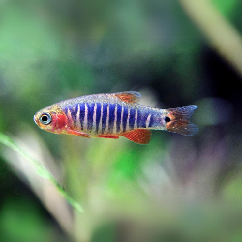 Emerald Dwarf Rasbora - 2cm