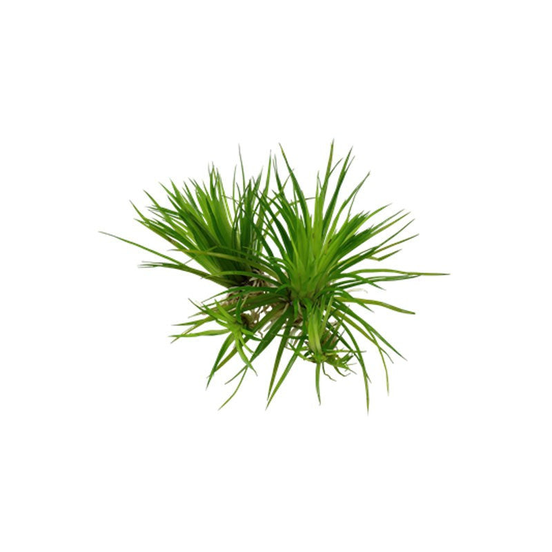 Eriocaulan Cinereum