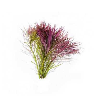 Eustralis Stellata "Red"