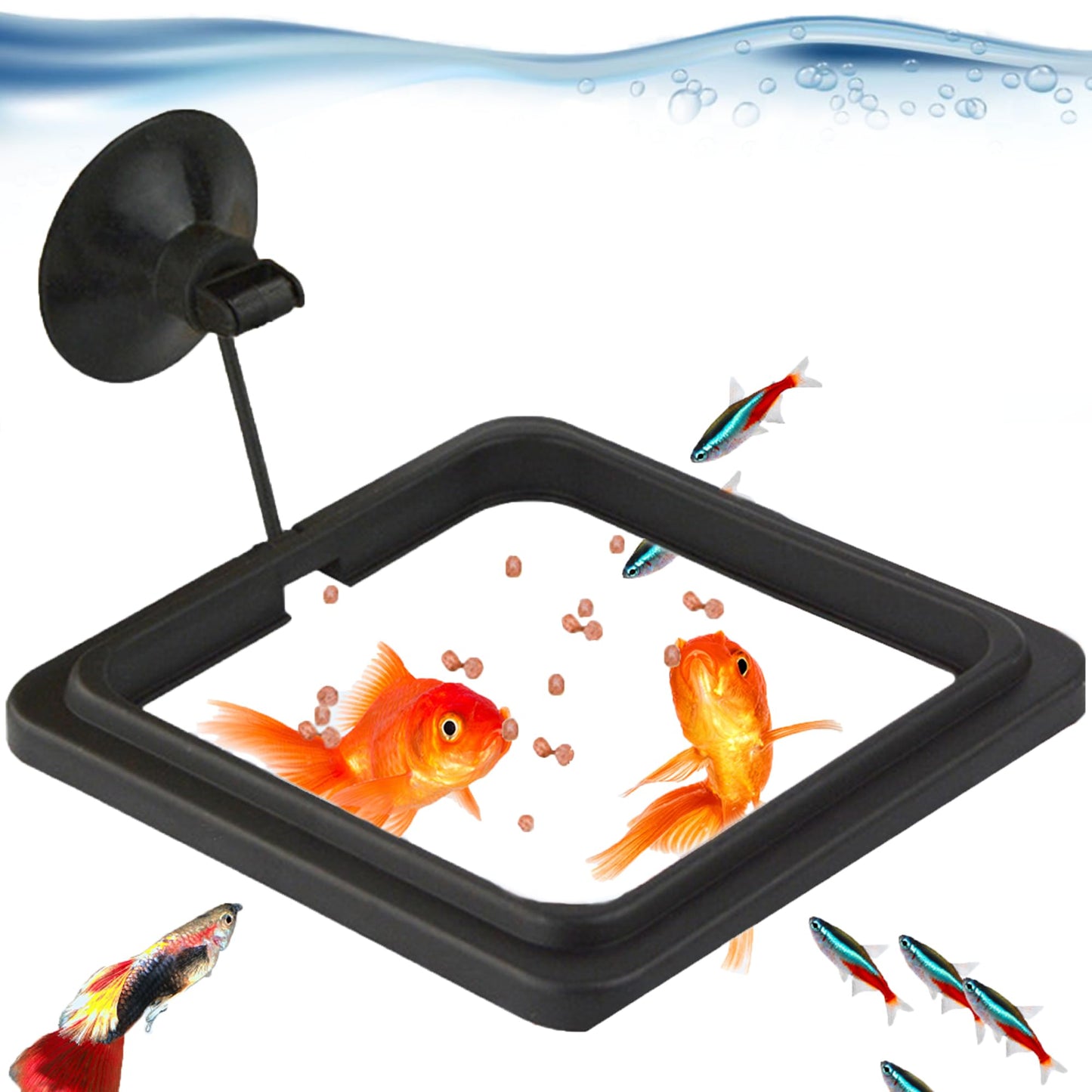 Feeding Ring - Square black