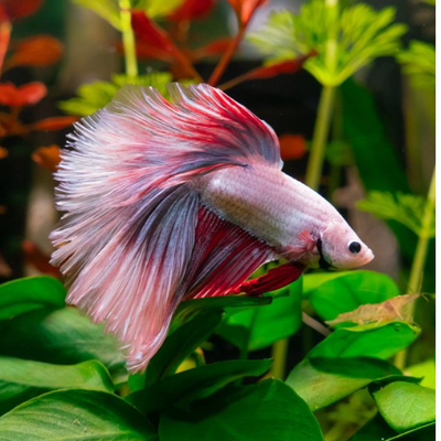 Betta Super Delta