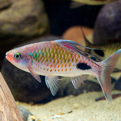 Filamented Barb - 6cm