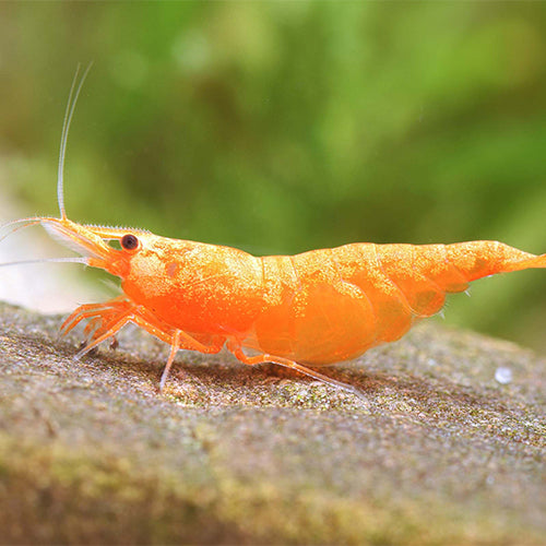 Fire Orange Shrimp