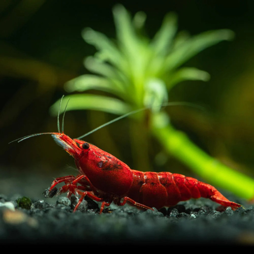 Fire Red Shrimp