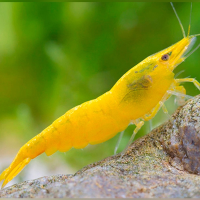 Fire Yellow Shrimp - 2cm