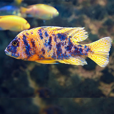 Five Color Cichlid - 4"