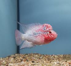 Flowerhorn AAA - 8cm