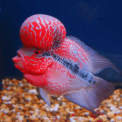 Flowerhorn Super Red Dragon - 10cm