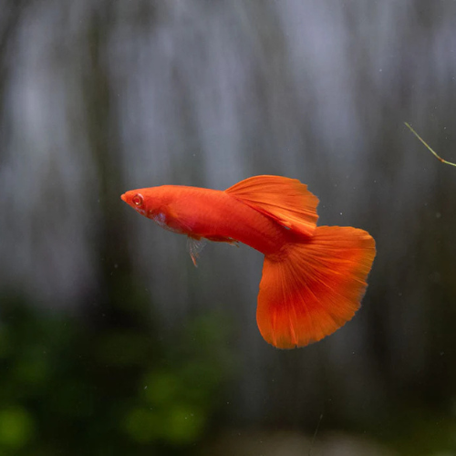 Full Red Albino Guppy - 3cm
