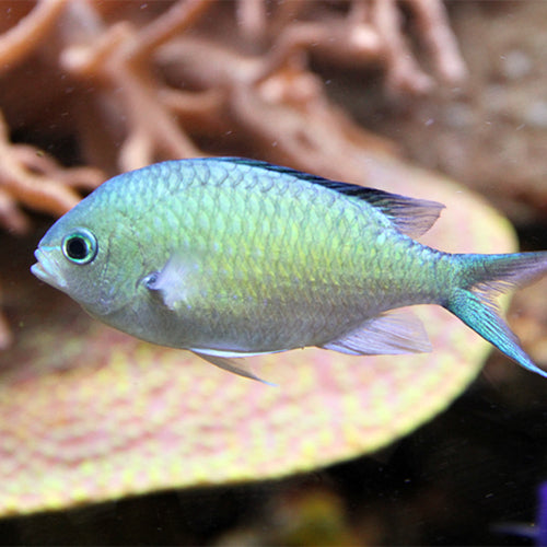 Green Damsel