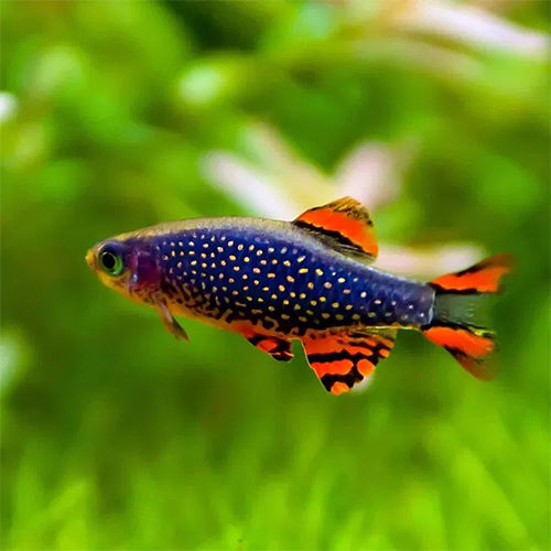 Galaxy Rasbora - XL