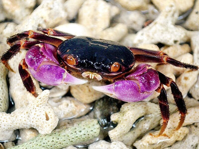 Little Nipper Crab (Geograpsus grayi)
