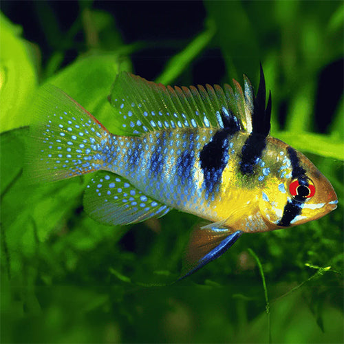 German Ramirezi