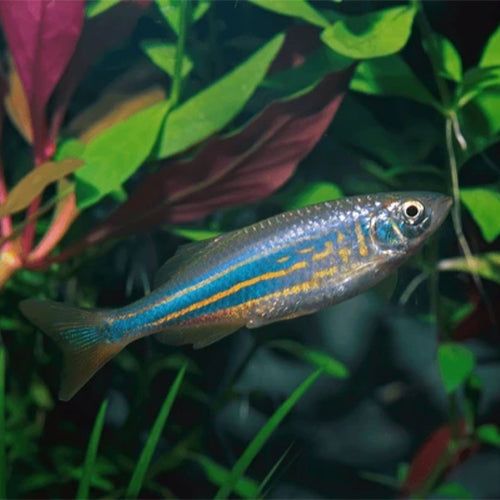 Giant Danio