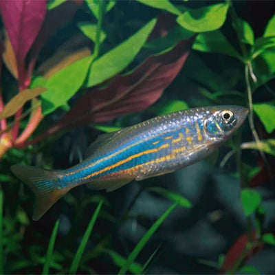 Giant Danio