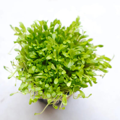 Glossostigma Sp