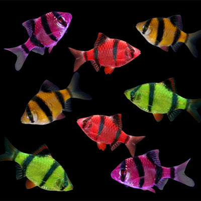 Assorted GloFish Tiger Barbs - L