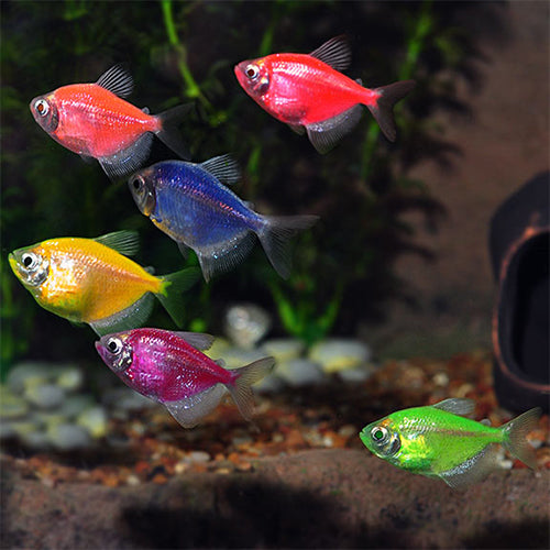 Glow Tetra
