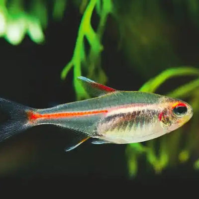 Glow Light Tetra - 2.3cm