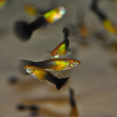 Guppy Golden Black
