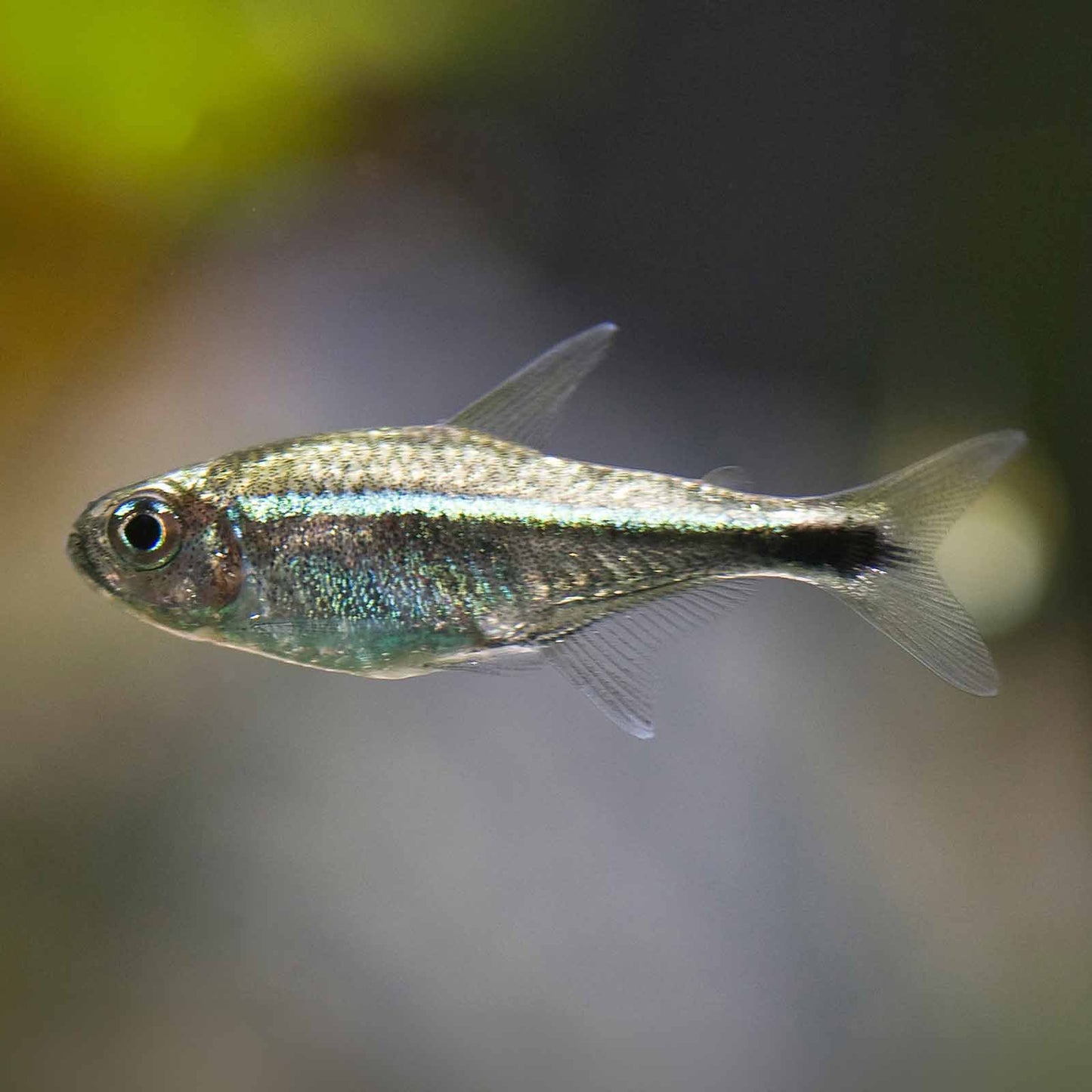 Gold Tetra 2.3CM