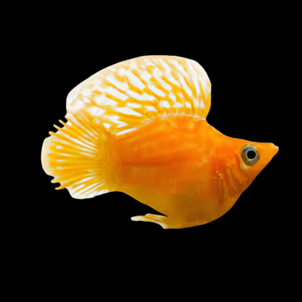 Golden Balloon Molly