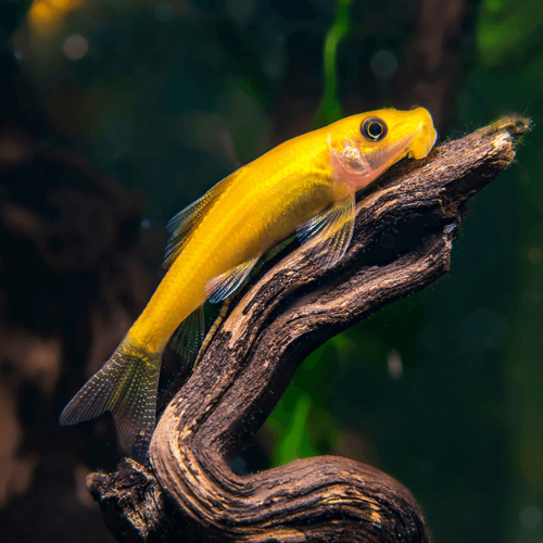 Golden Algae Eater - 5cm