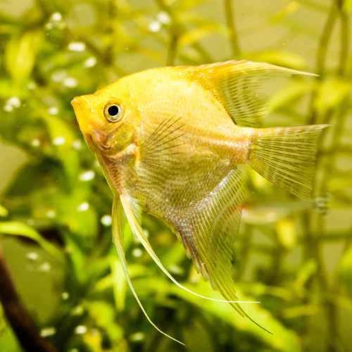Golden Angelfish - L