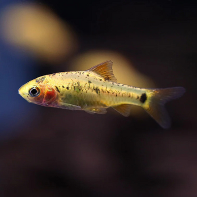 Golden Barb