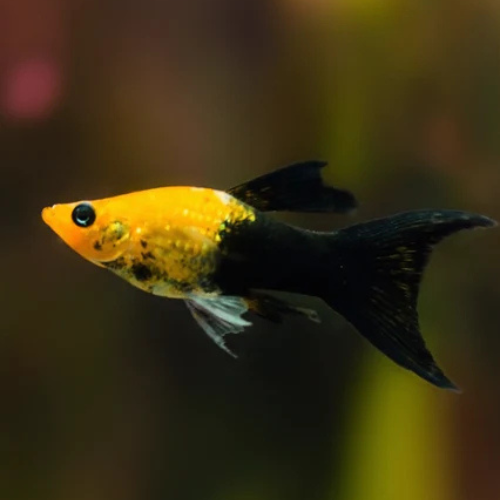Golden Black Molly Lyretail - L