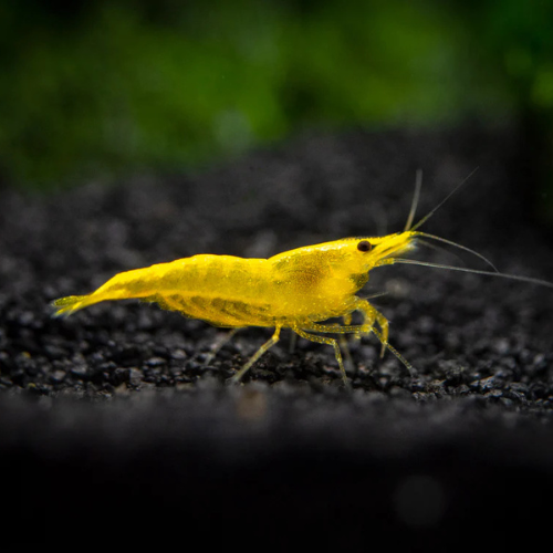 Golden Crossback Shrimp