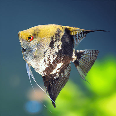 Golden Marble Angelfish - XL