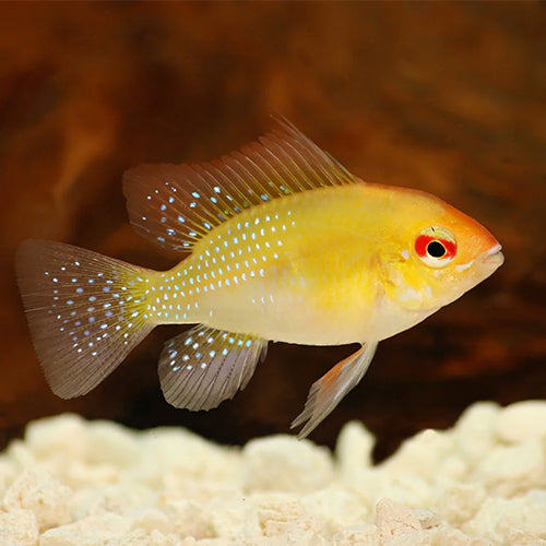 Golden Ramirezi