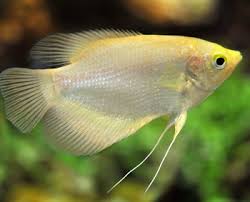 Golden Giant Gourami - 5cm