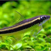 Golden Flying Fox - 5cm