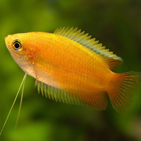 Gourami Honey