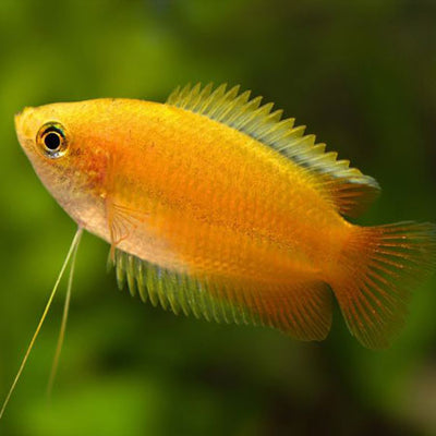 Gourami Honey
