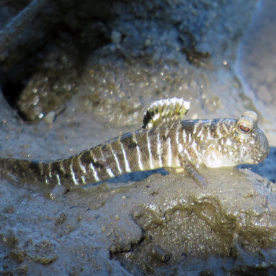 Graceful Mudskipper - 7cm