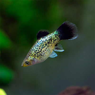 Green Platy