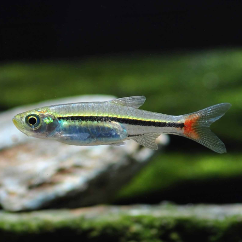 Green Redtail Rasbora