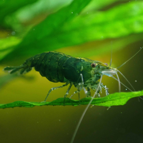 Green Shrimp
