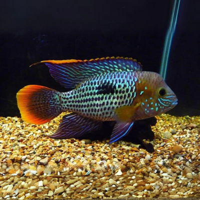 Green Terror Cichlid - 9cm