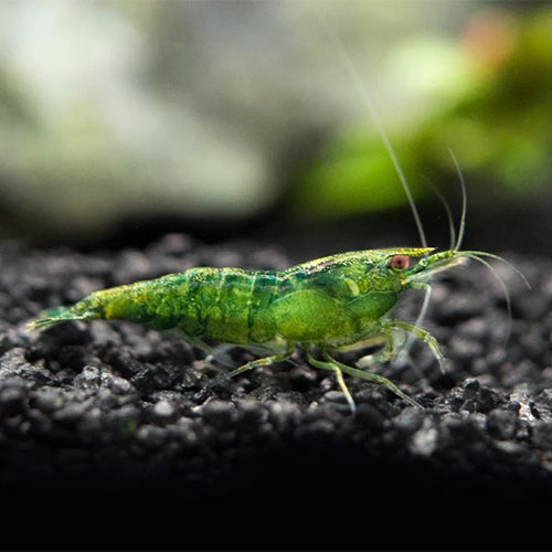 Green Emerald Shrimp