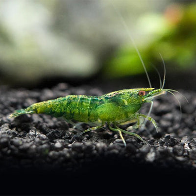 Green Emerald Shrimp