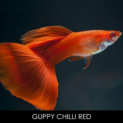 Guppy Chilli Red