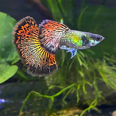 Guppy Dragon
